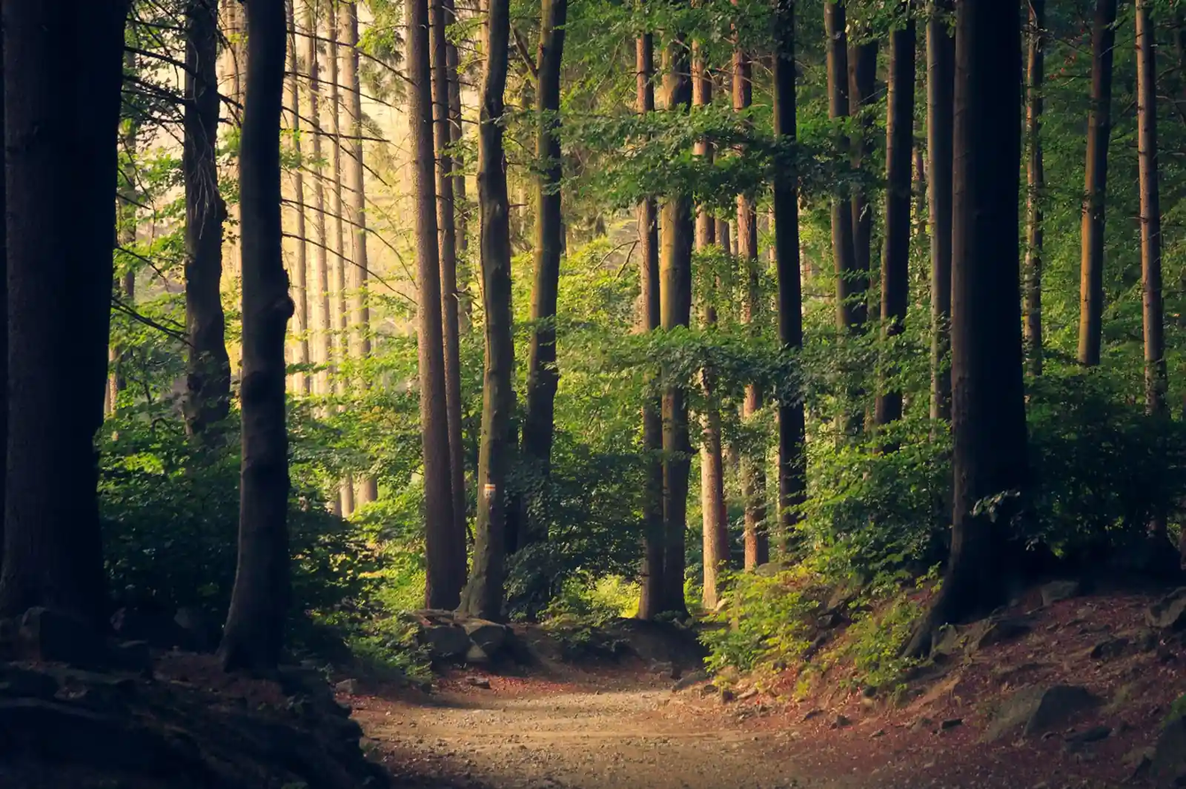 Bosque tranquilo – respira, las cuidadoras también merecen cuidado